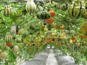 A garden with squash, representing acupuncture and Chinese medicine's view on fertility