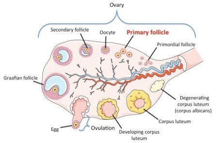 Folliculogenesis