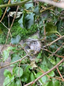 Hummingbird nest