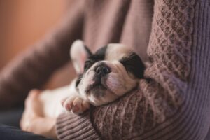 Puppy Sleeping