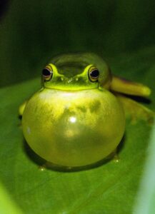 Frog with large throat