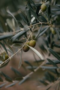 olive tree