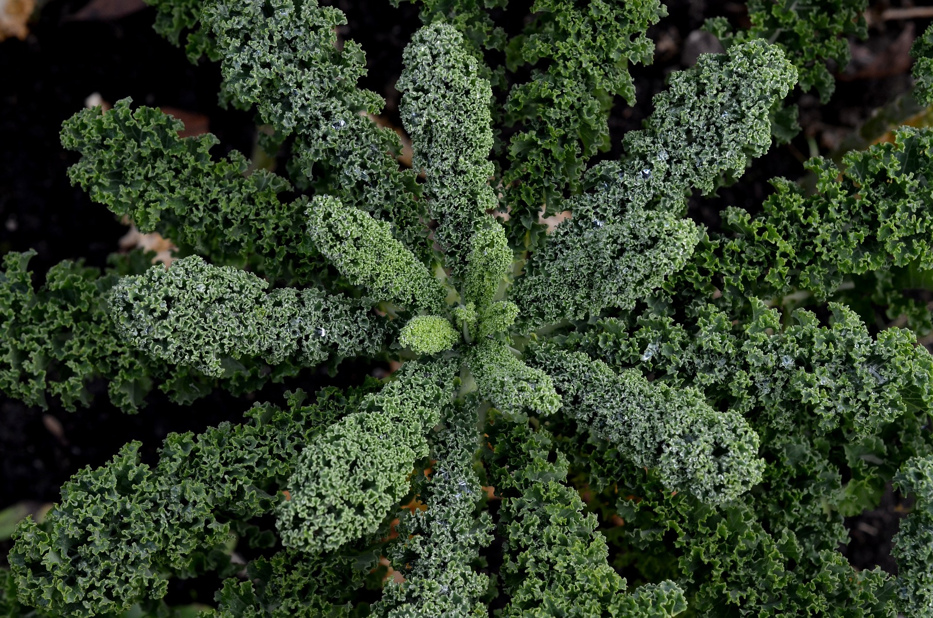 Fresh dinosaur kale makes a great recipe for a Thanksgiving Kale Salad