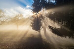 Fog and sun through the trees in Berkeley, California