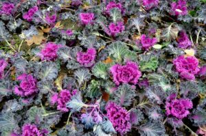 A garden of kale ready for our recipes from Tao to Wellness