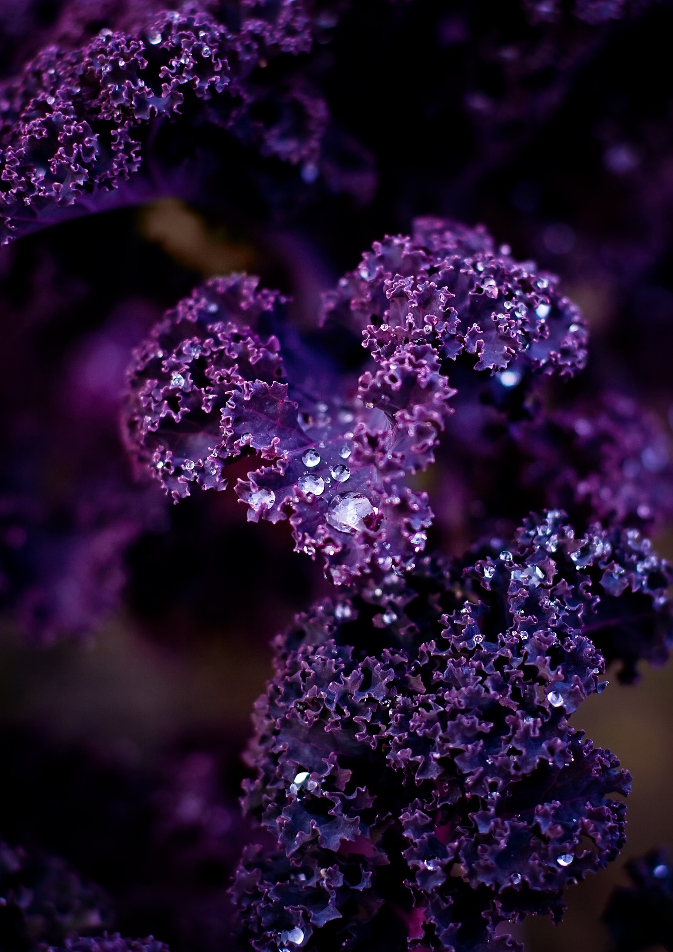 Deep purple kale for healthy eating in Berkeley, California