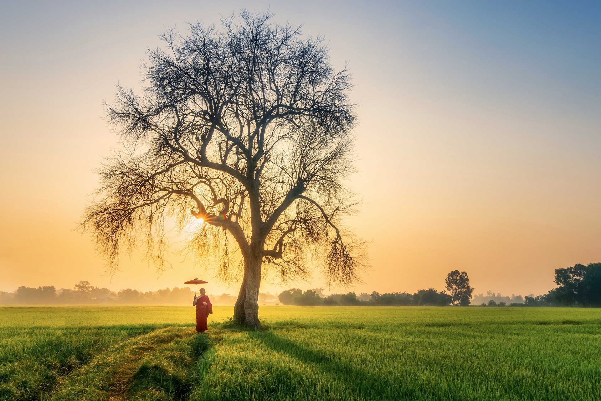 Monk meditating under a tree with an umbrella