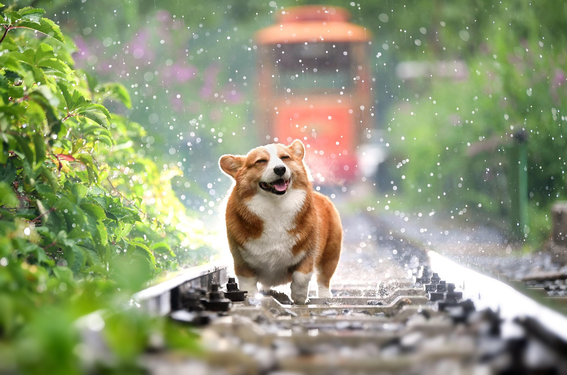 Happy Corgi dog after acupuncture