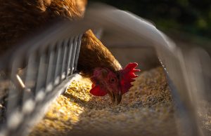 Hen eating corn