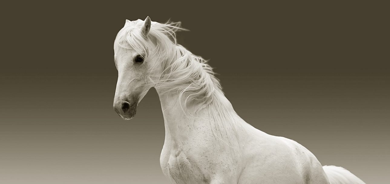 A playful white horse