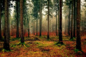 The woods in the autumn