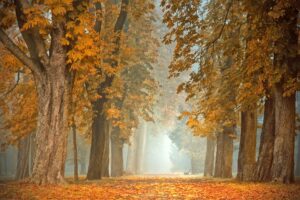 Foggy autumn day in Berkeley