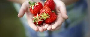 A hand full of strawberries