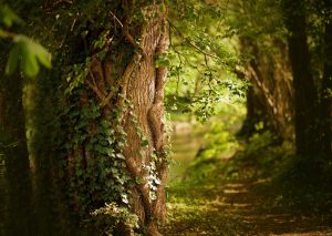 Spring is here, tree trunk in the woods