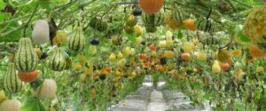 Inverted squash garden