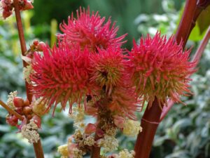 Castor Oil Tree