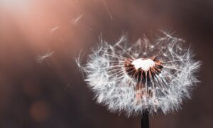 Dandelion Weed Blowing in the Wind