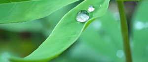 A leaf with a drop of water