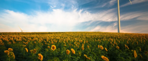 A field of sunflowers