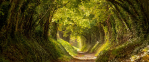 A dirt road with trees all around