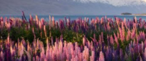 A field of fresh purple flowers