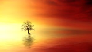 Solitary tree reflected in calm water during a vibrant red and yellow sunset, symbolizing tranquility and solitude in nature.