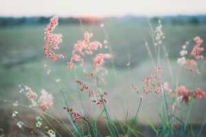 Pink flowers in a field