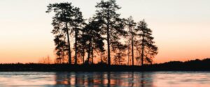 A set of trees in the water at sunset