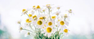 Daisies in a white room.