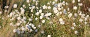 Small white flowers in a field.