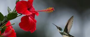 A red flower and a hummingbird