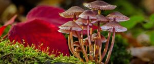 A handful of mushrooms growing out of the ground.