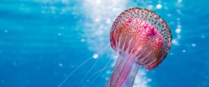 A pink and red jellyfish among a sea of blue