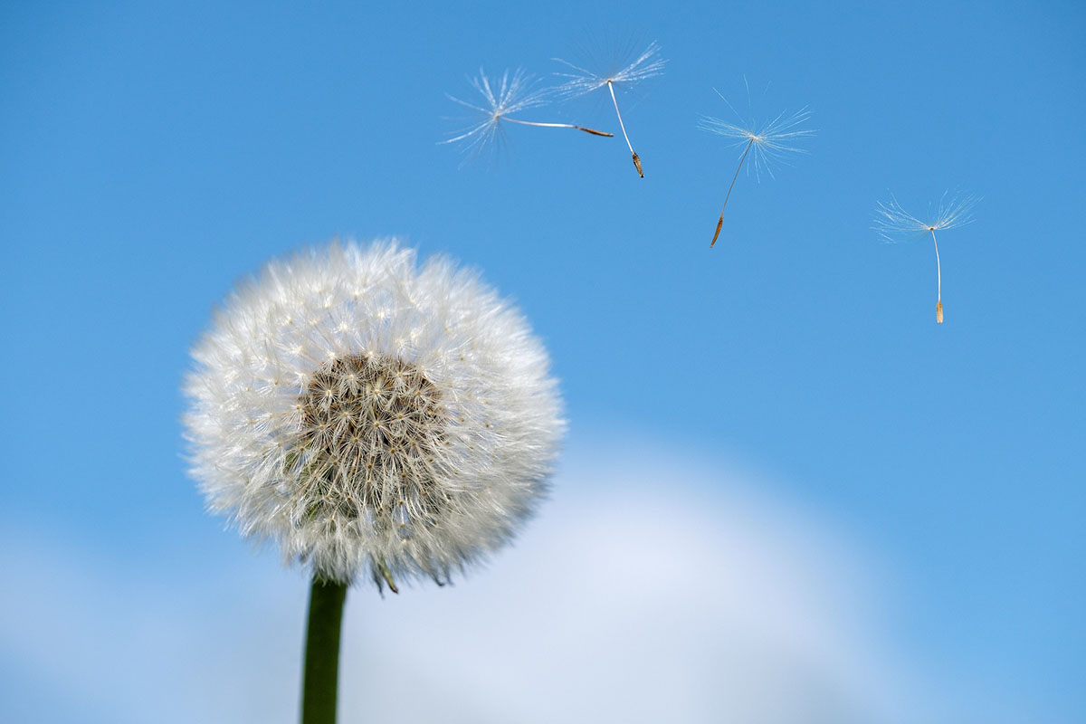 Close-up of a dandelion releasing seeds into the air against a bright blue sky, symbolizing growth, change, and natural processes.