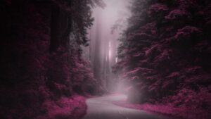 Fog at dusk in Redwoods in Berkeley, California