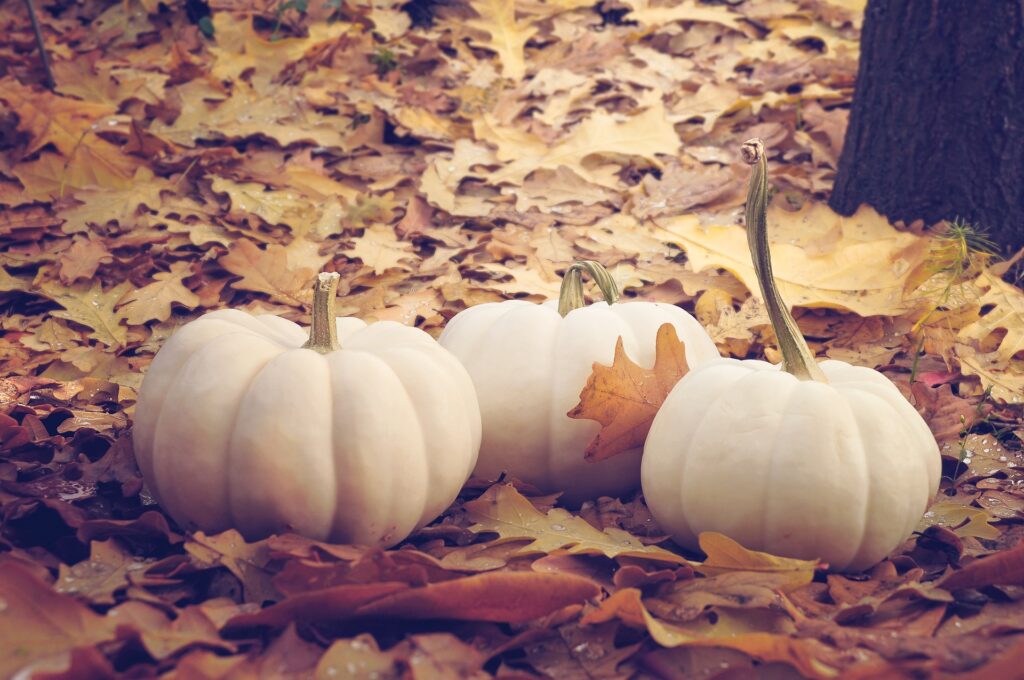 White colored pumpkins used in Chinese herbal medicine at Tao to Wellness