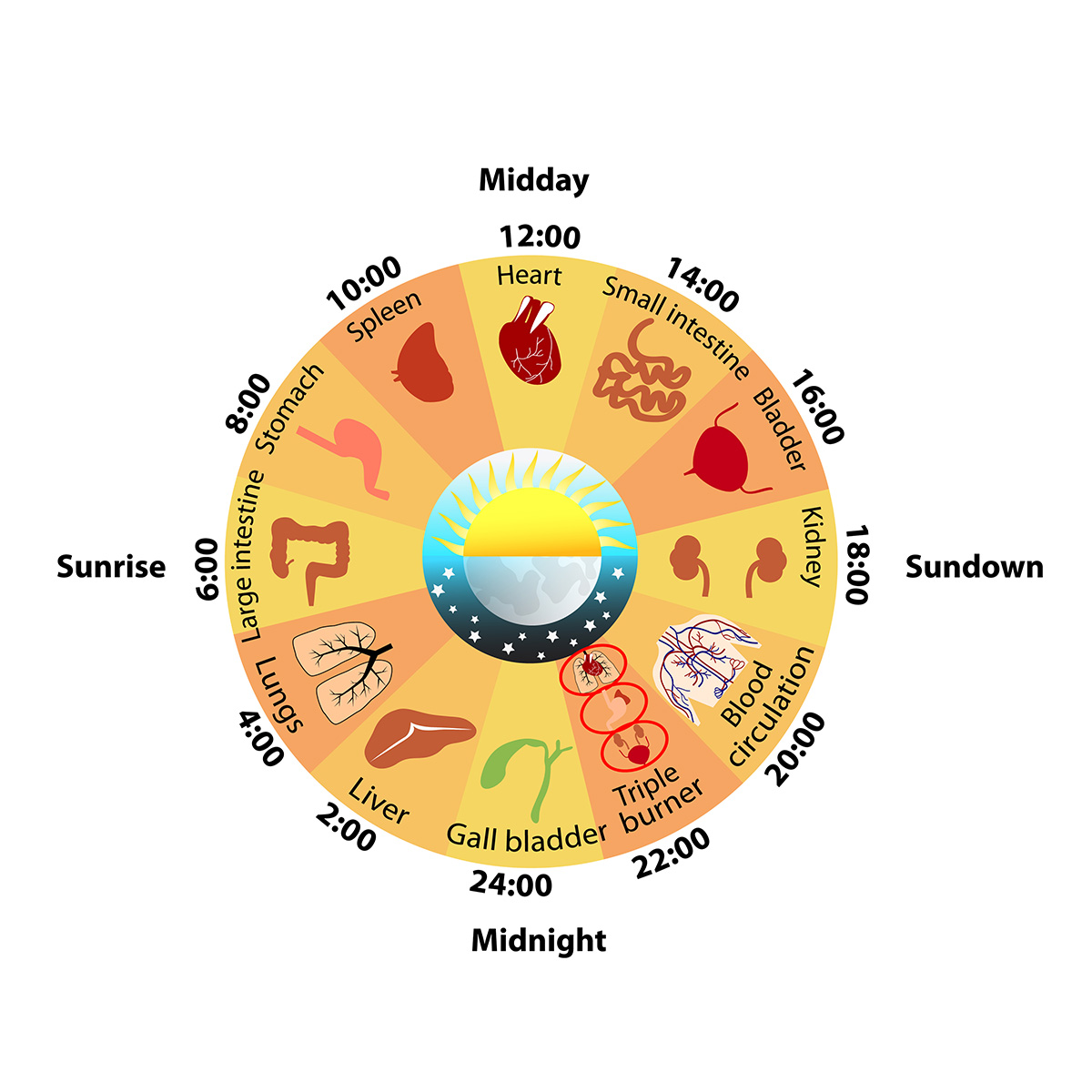 Daily Biorhythm of Internal Organs