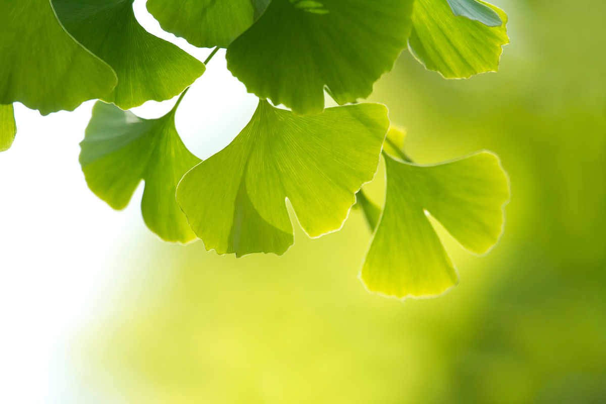 Ginkgo biloba