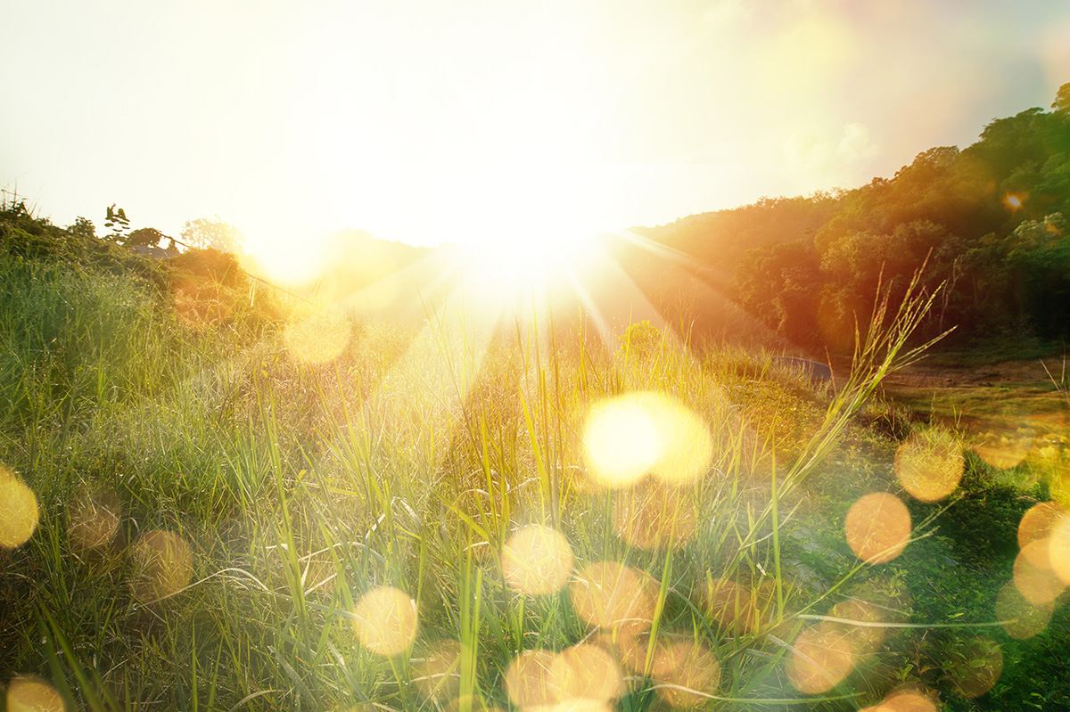 Meadow landscape refreshment with sunray and golden bokeh.