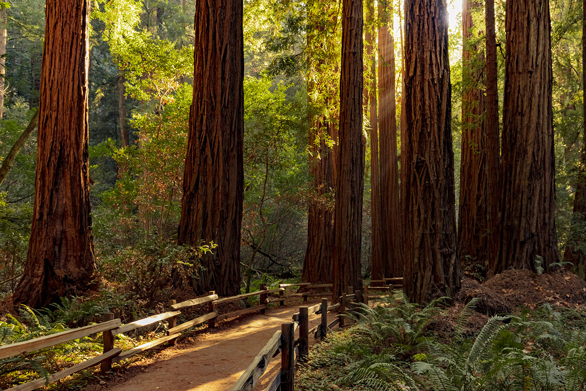 Trail through redwoods in Muir Woods National Monument.