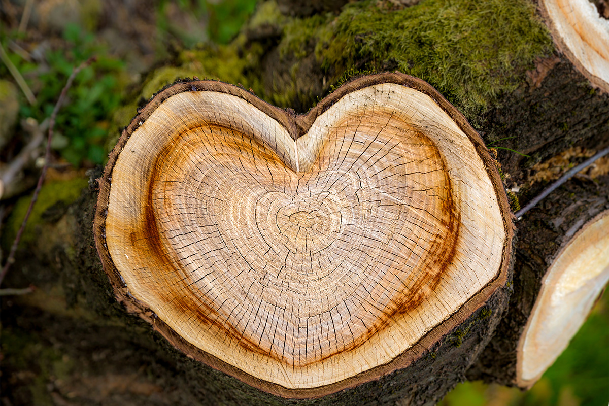 Heart of tree