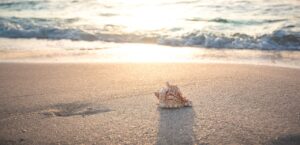 A shell on the beach during summertime