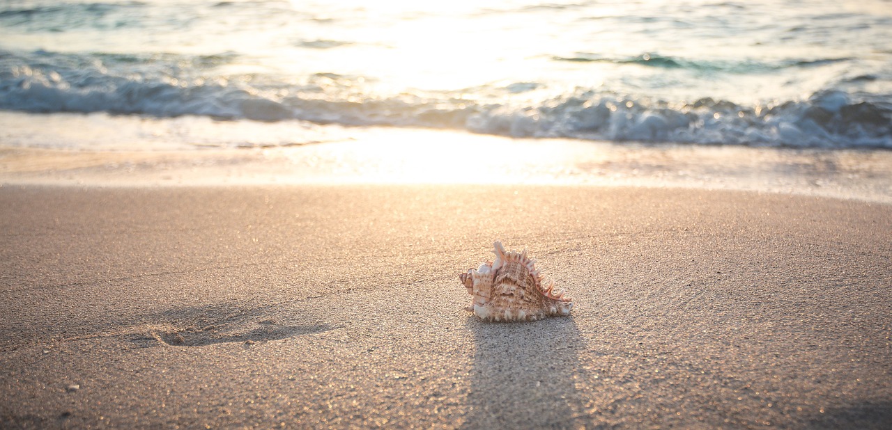 A shell on the beach during summertime