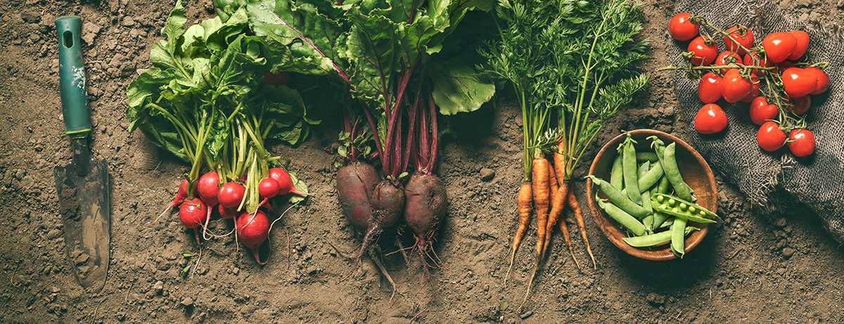 Fresh vegetables, peas, radish, tomato, carrot, beetroot on ground on farm at sunset.