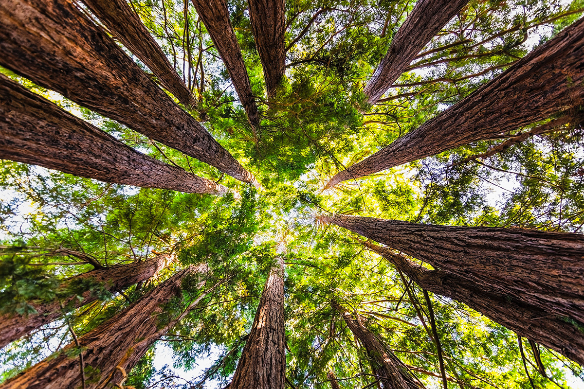 Looking up in a Coastal Redwood forest