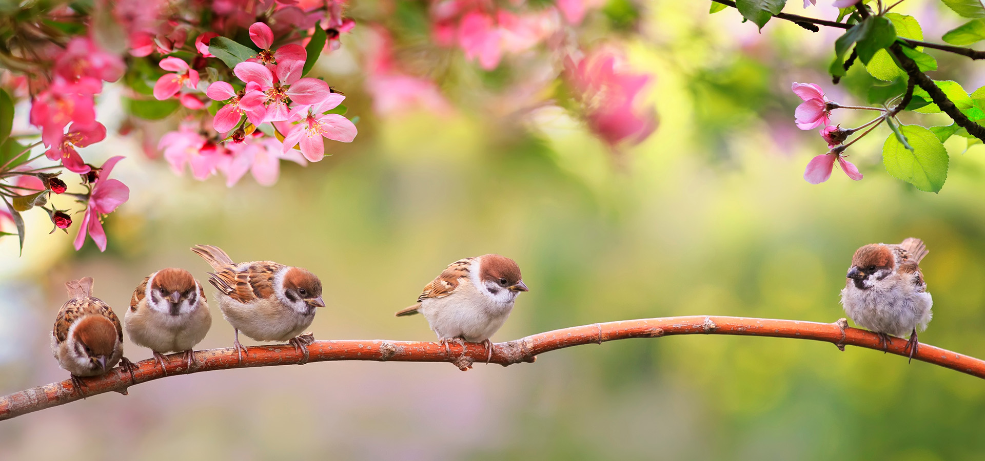 Sparrow Chicks sit in the garden surrounded by pink Apple blossoms