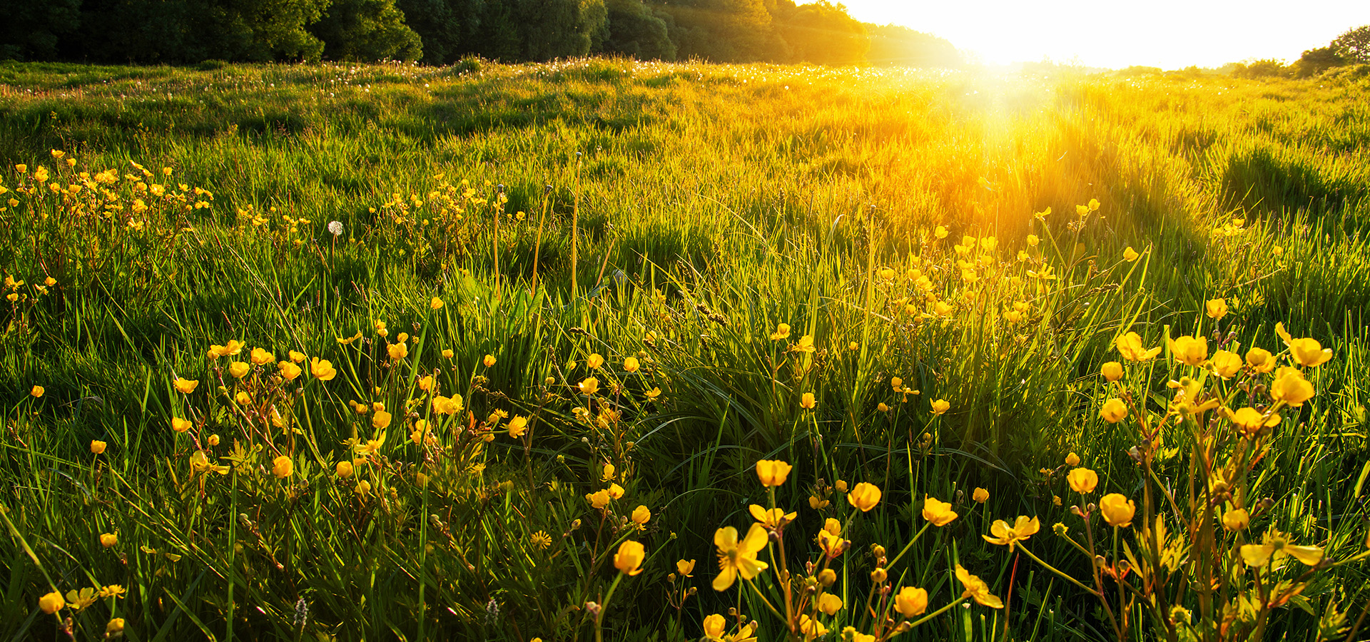 Field of spring flowers and sunlight