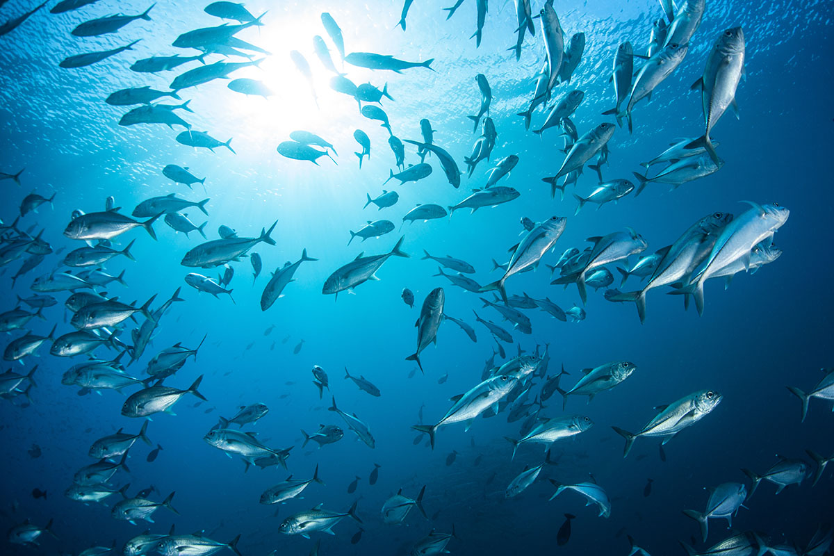 School of Jacks