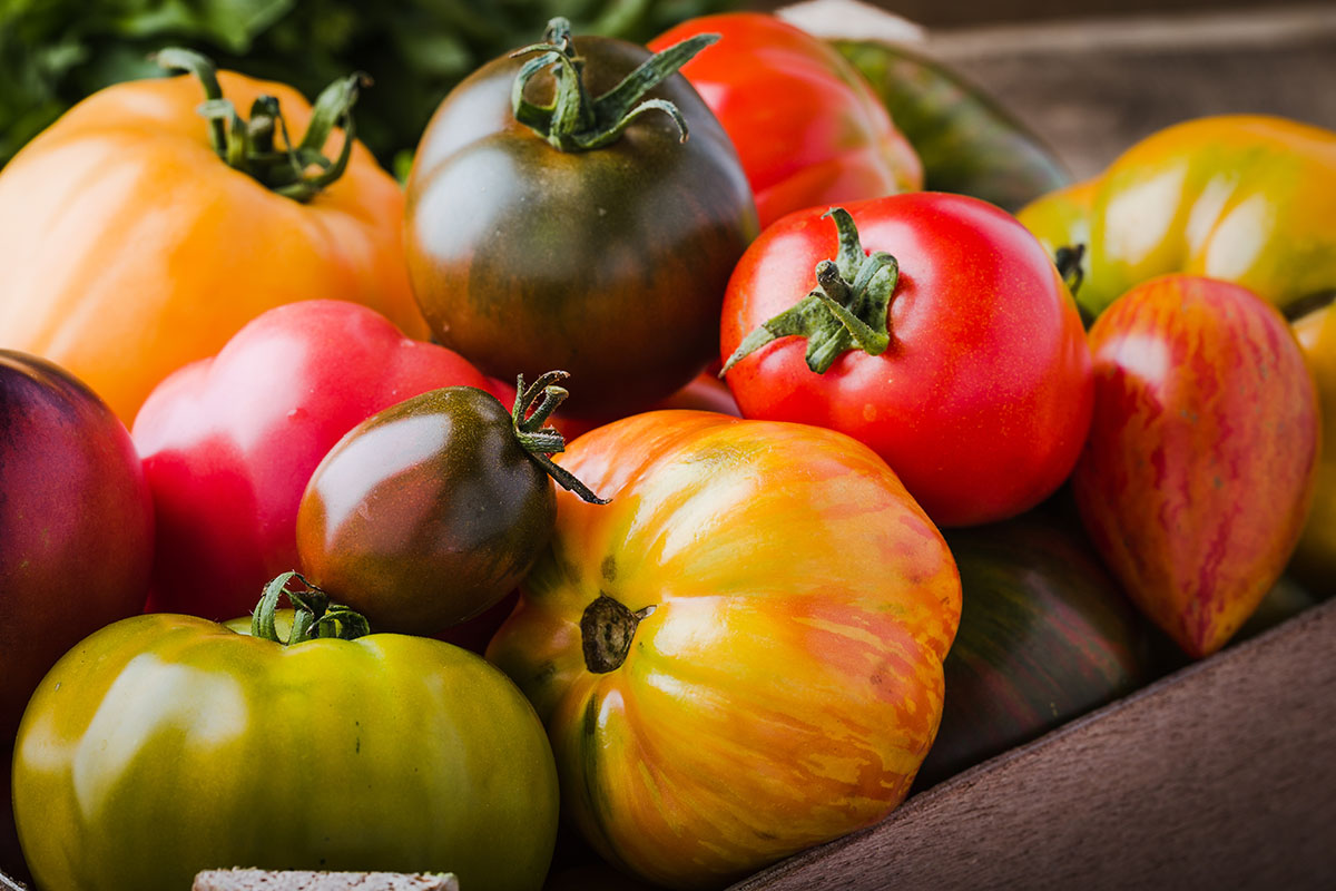 Colorful tomatoes