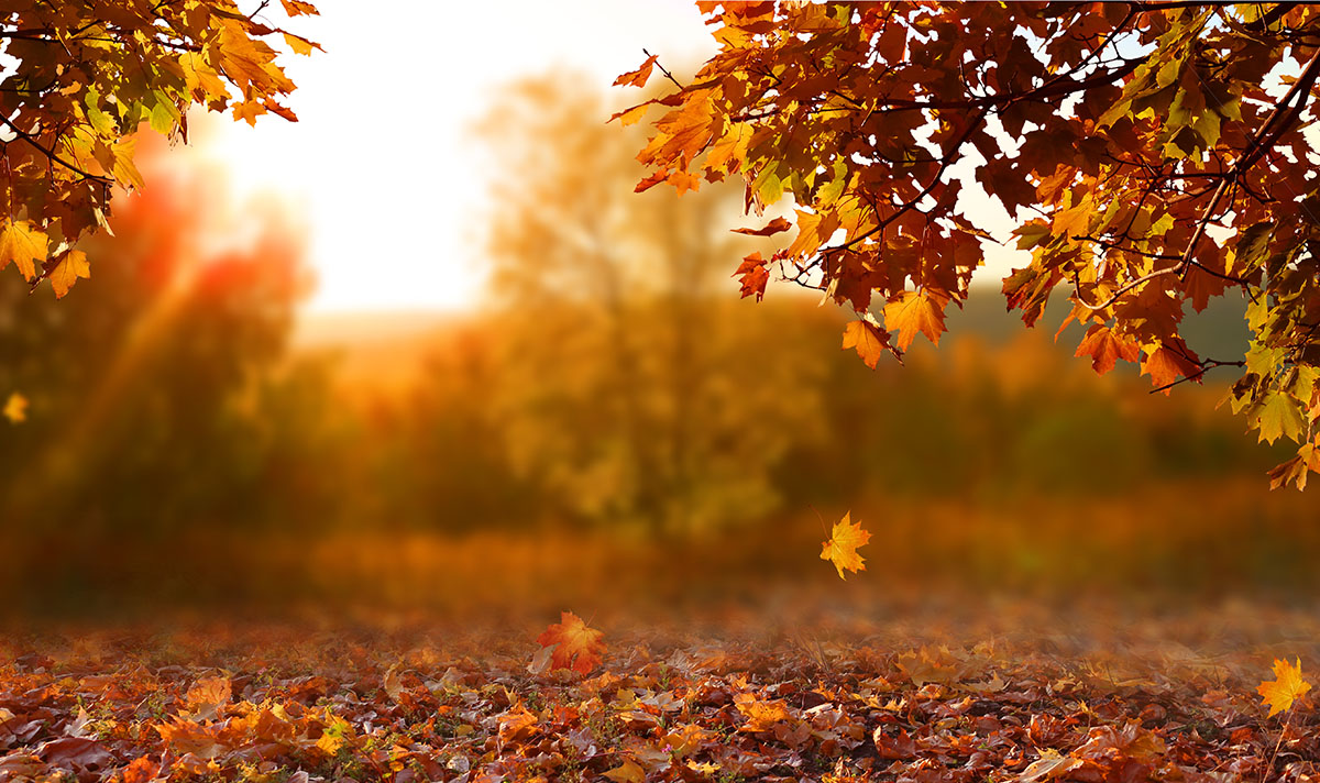 Beautiful autumn landscape